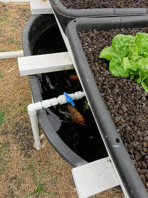 Aquaponics Benefits