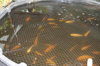 Aquaponics Problems