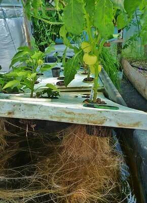 Aquaponics System