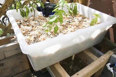 Aquaponics