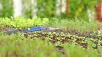 Benefits of Aquaponics System