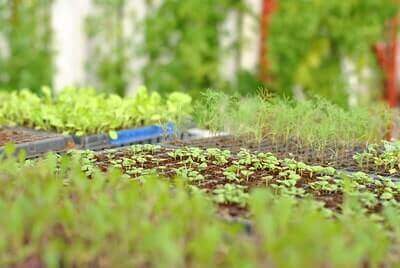 Benefits of Aquaponics System