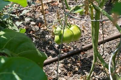 Ideas For Organic Gardening