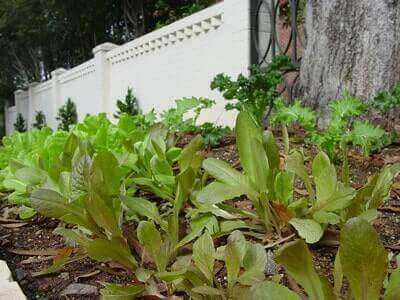 Organic Gardening Ideas