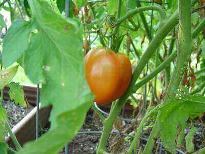 Organic Gardening Tricks