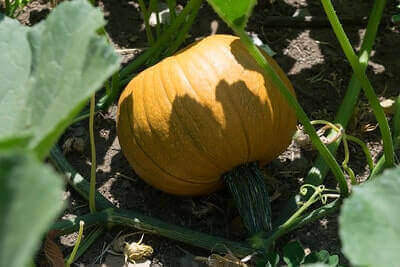 Organic Gardening