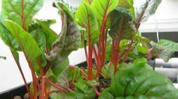 Problems With Aquaponics