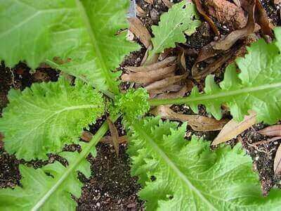 Tips For Organic Gardening